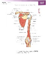 Sobotta Atlas of Human Anatomy  Head,Neck,Upper Limb Volume1 2006, page 194